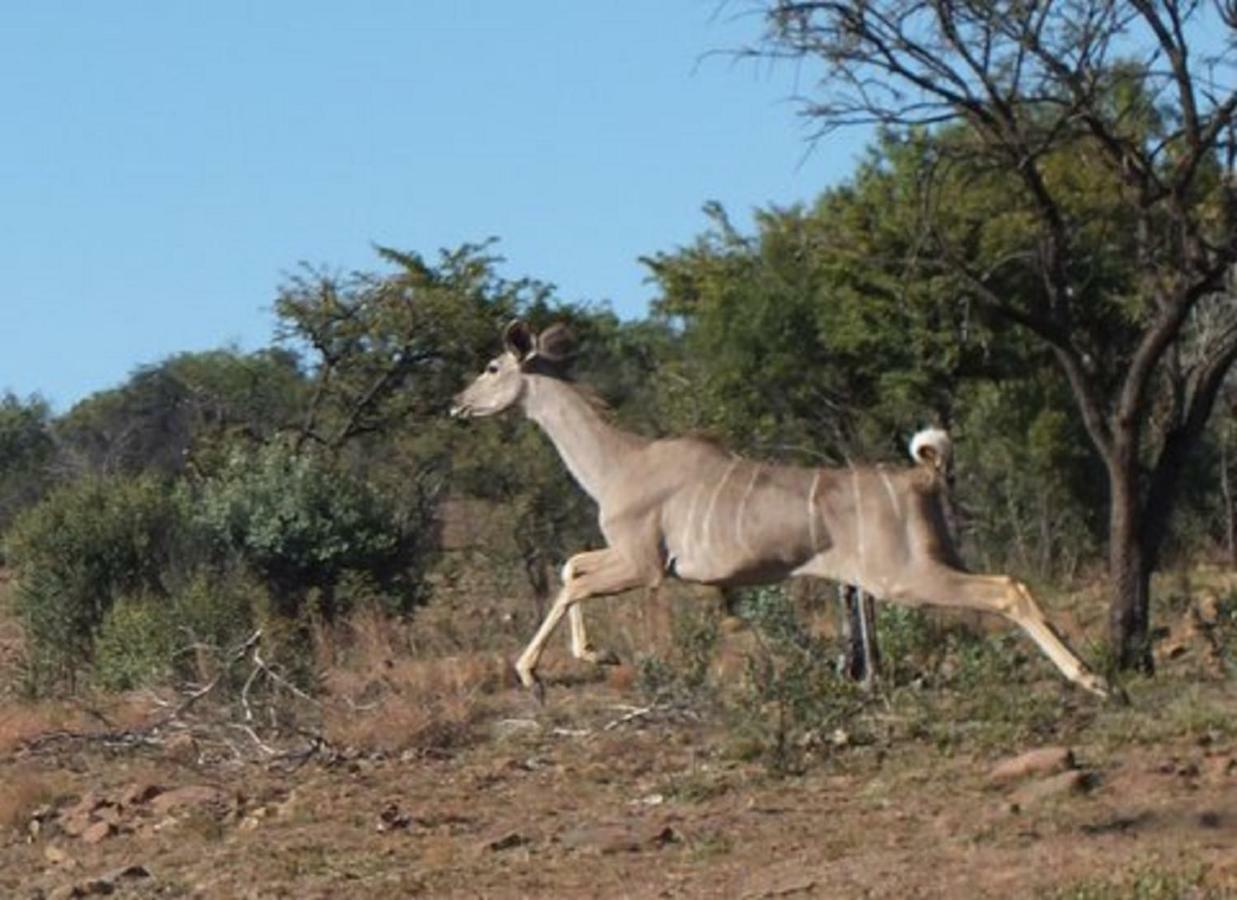 Olive Tree Farm Bed & Breakfast Magaliesburg Exterior photo